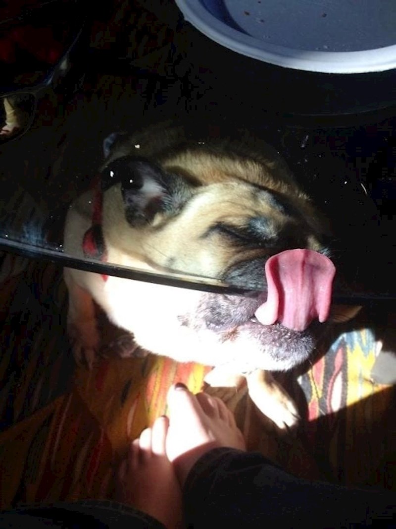 "Nema lizanja mrvica sa stola"- ovo je granični slučaj, ali išao je zaobići pravilo jer se nije popeo na stol za to učiniti