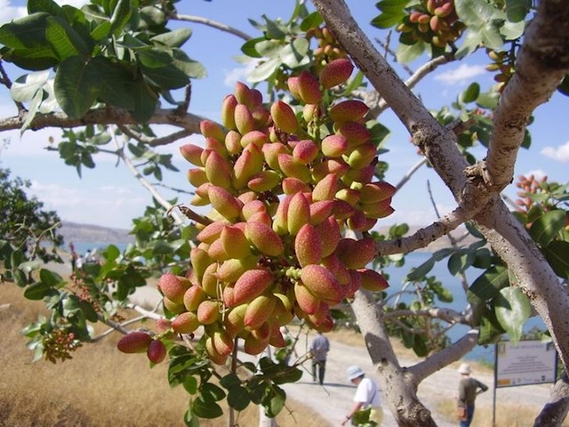2. Pistacio