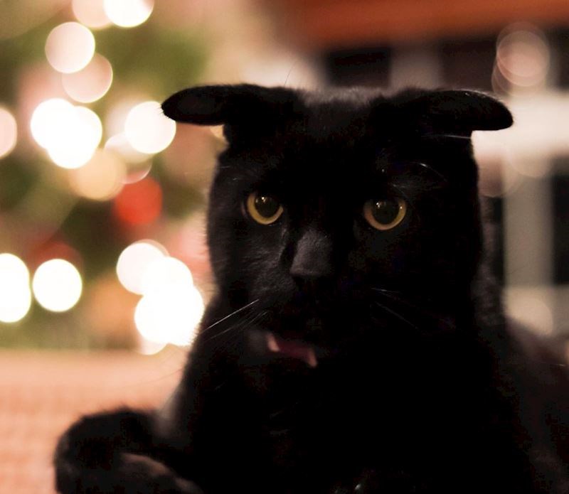 Mačak s ušima poput Shrekovih