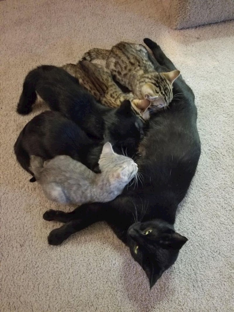 Dobra maca, uz svoje, doji i mačiće svoje najbolje prijateljice