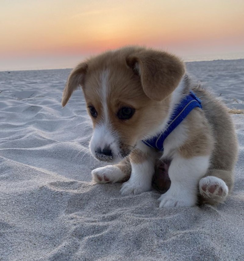 Psić je na teži način naučio da pijesak nije jestiv