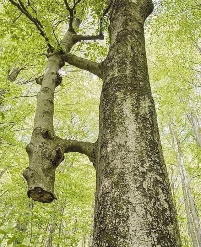 Stablo koje se održalo na životu unatoč tome što je deblo odsječeno