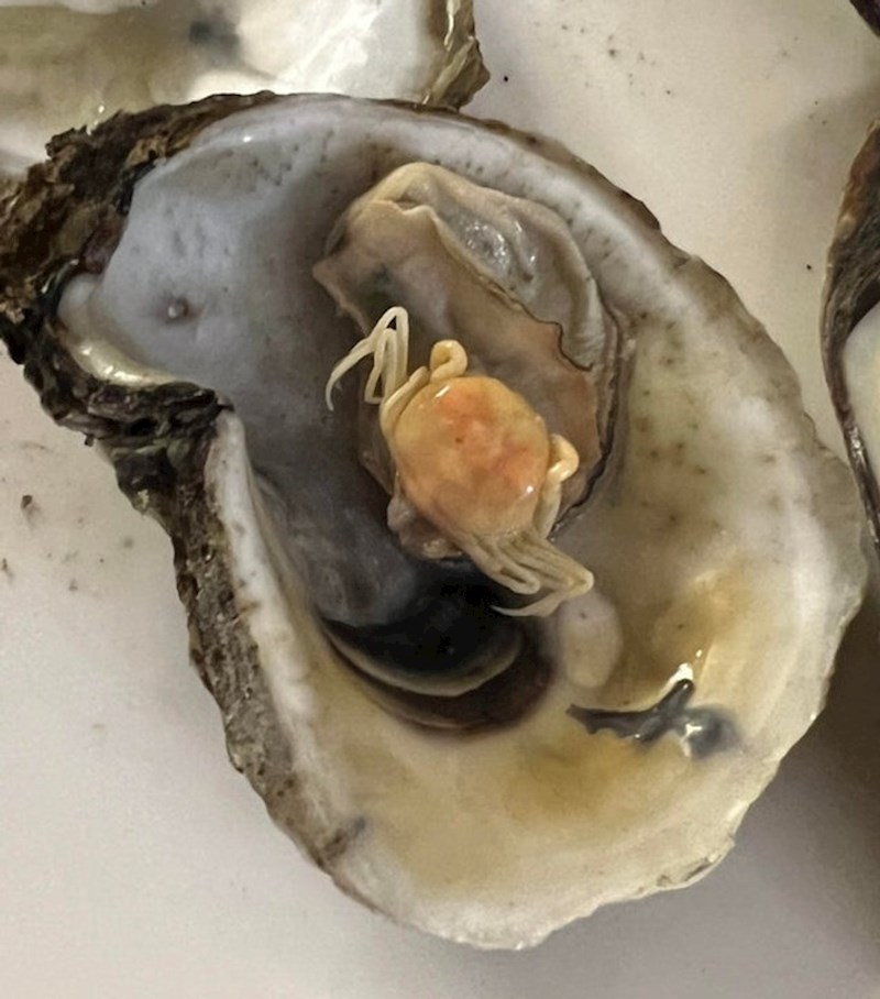 Maleni rak završio je u školjci, a pronašao ga je gost jednog restorana u svom jelu!