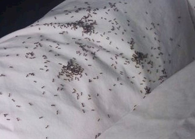 "Imali smo sleepover, a kreveti u kojima smo trebali spavati bili su puni mravi. Kad sam ih krenula micati i gnječiti, prijateljica se uvrijedila. Zvala sam mamu da me skupi"