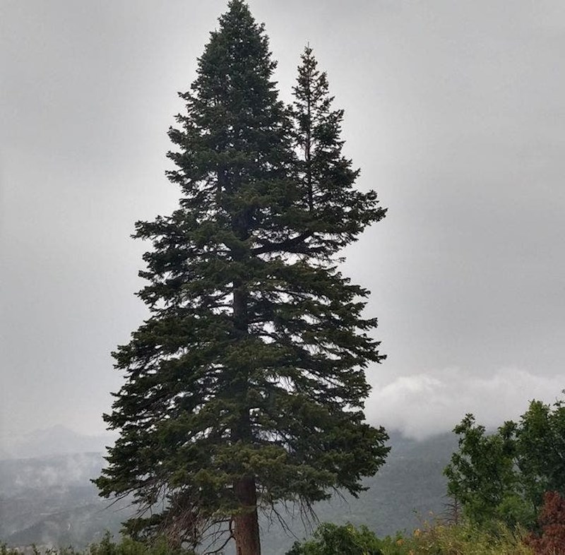 Malo stablo koje raste na velikom stablu