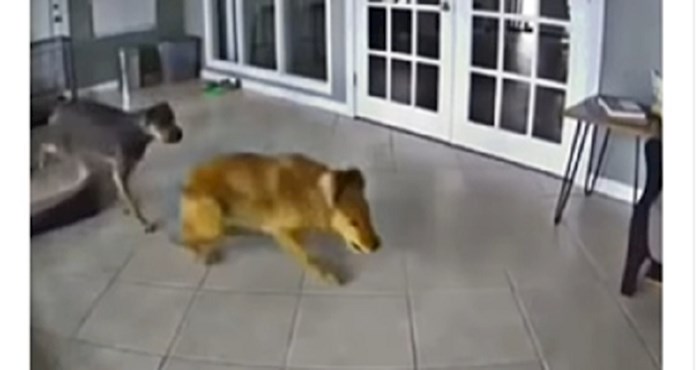 Psa je uhvatio napadaj, a reakcija drugog psa oduševila je milijune na Internetu. Ovo morate vidjeti