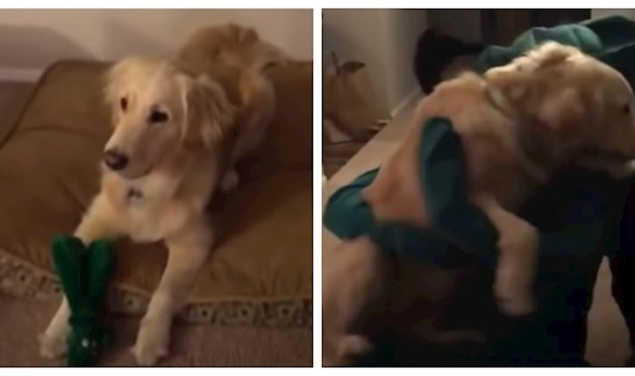 VIDEO Tip se obukao u najdražu igračku svog psa, a reakcija ljubimca je nešto što morate vidjeti!