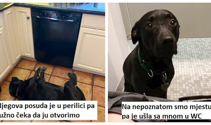 11 pasa čija gluma zaslužuje Oskara; vlasnici ljubimaca će se odmah pronaći u ovim prizorima