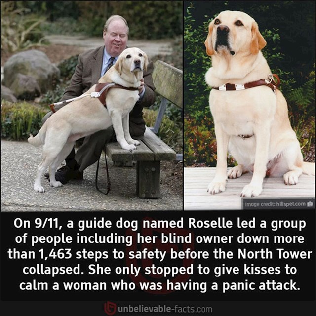 Pas vodič Roselle predvodila je grupu ljudi koji su pokušavali izaći iz jednog od blizanaca prilikom napada 11. rujna. Neboder se srušio malo nakon što ih je izvela na sigurno! Zaustavila se samo kod žene koja je imala napadaj panike kako bi ju smirila.