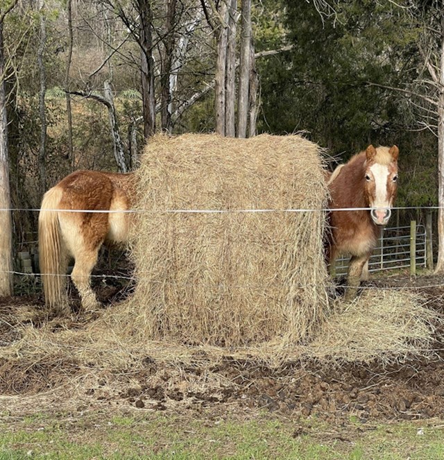 Koliki je ovaj konj?