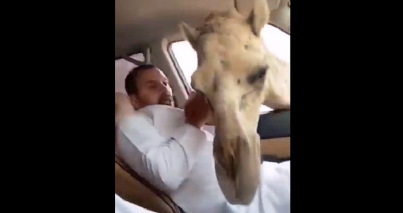 Hranili su devu kroz prozor auta, ali kada je glavom ušla u auto nastao je show; snimka je urnebesna