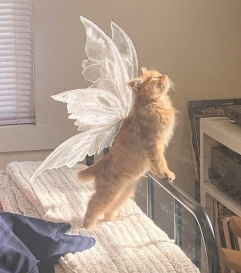 Teško da ćete danas vidjeti slađi prizor!