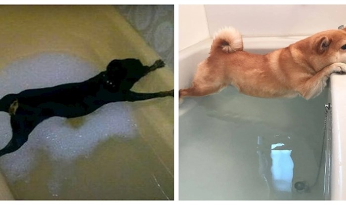 14 fotki pasa koji postanu "drama queens" kada im vlasnici spomenu kupanje u kadi