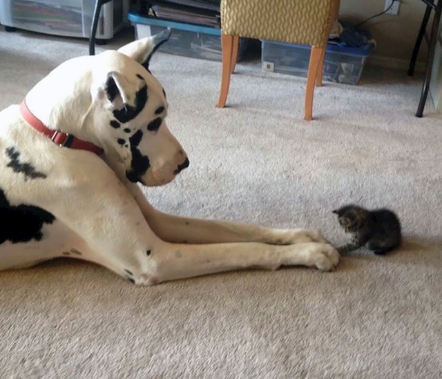 Uvijek su spremne za igru...