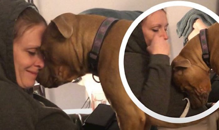 Ovaj pas upravo je shvatio da mu je vlasnica trudna, njegova reakcija oduševila je internet