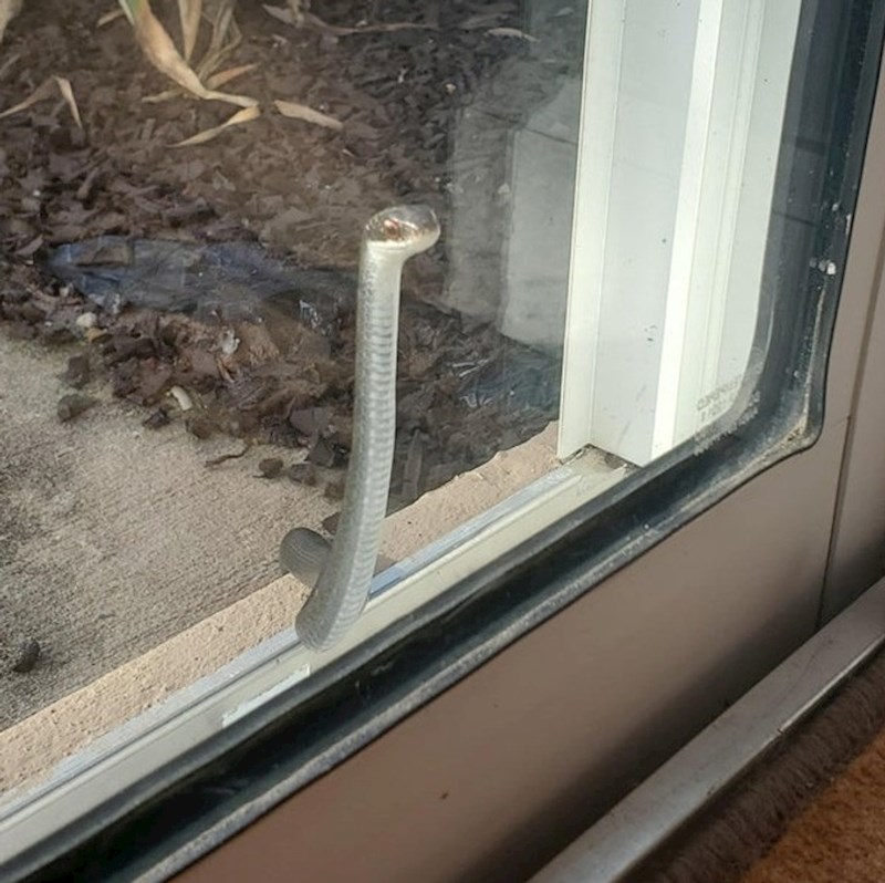 "Zmija provjerava jesmo li kući"