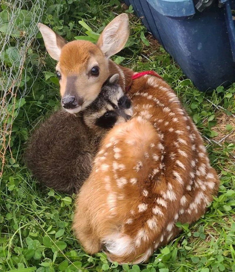 Rakun koji misli da je srna
