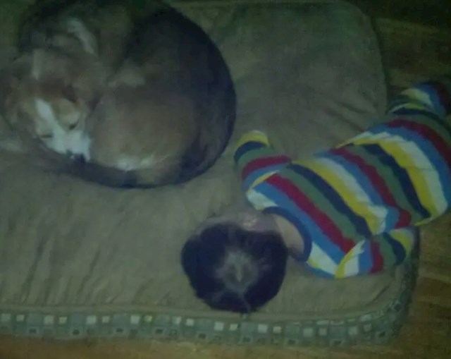Sin drijema s psom svako popodne, ali u pasjem krevetu!