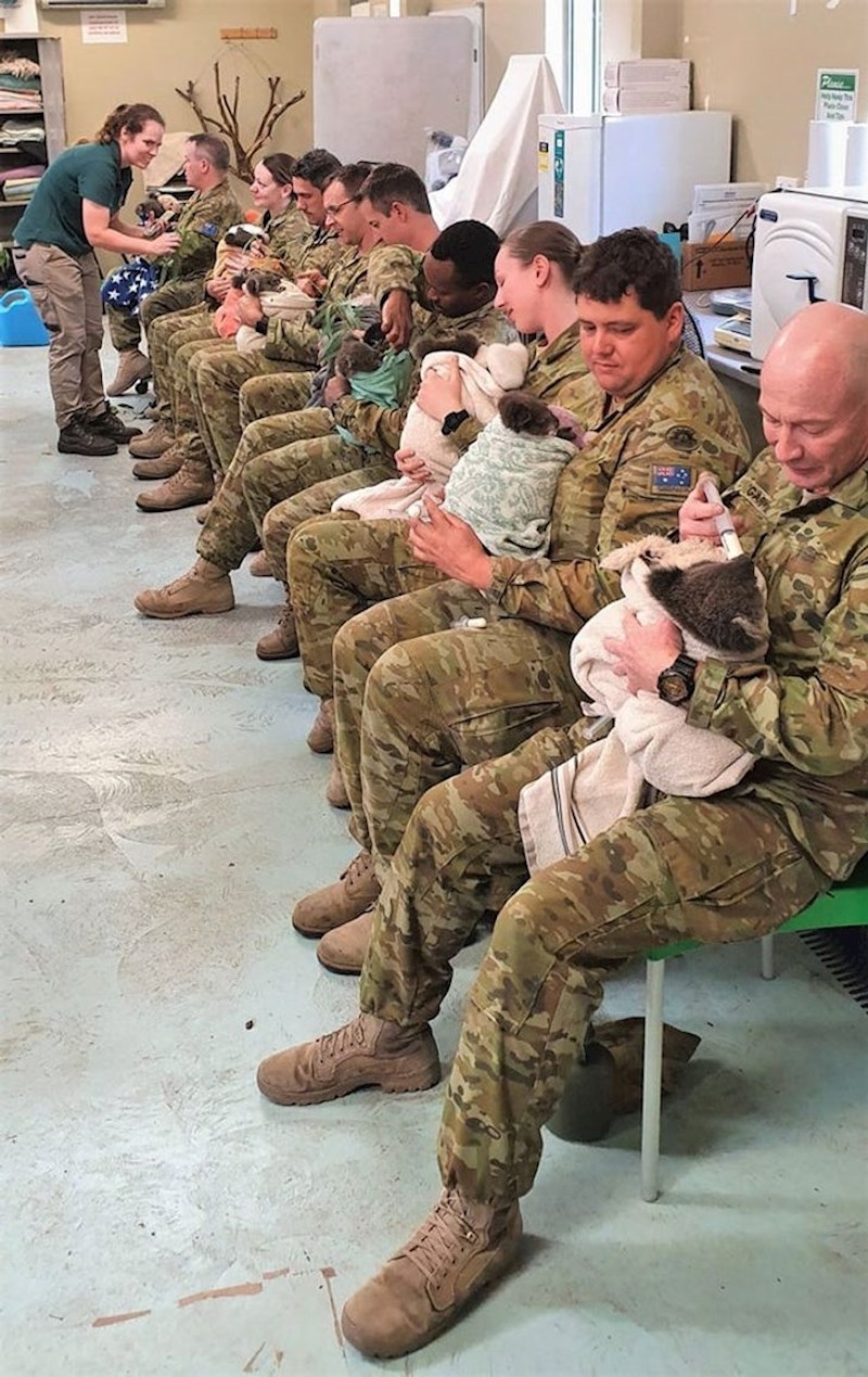 Australski vojnici brinu o koalama koje su izgubile dom u velikim požarima