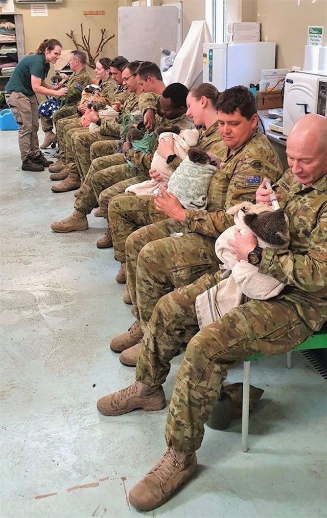 Australski vojnici brinu o koalama koje su izgubile dom u velikim požarima