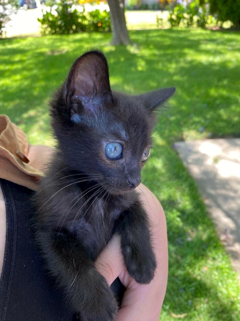 Najljepše okice ikad!