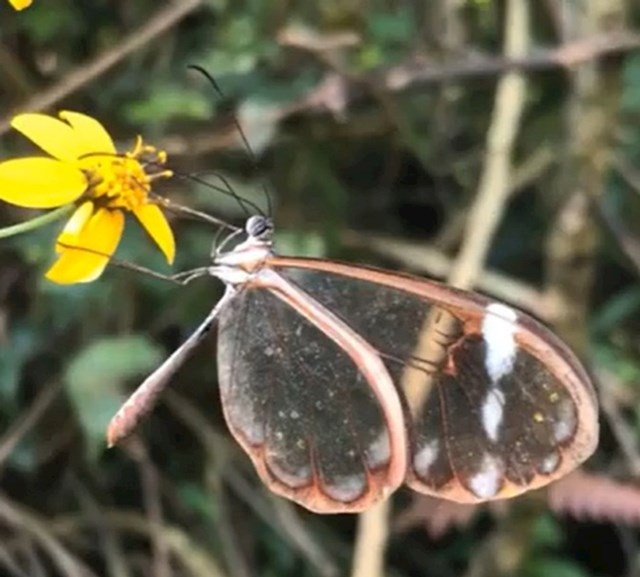Leptir s prozirnim krilima