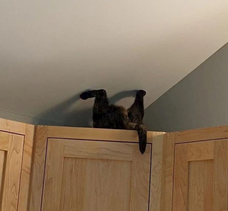 "Tražim macu na standardnim mjestima na koja se voli zavući, ali danas je očito poželjela promjenu"