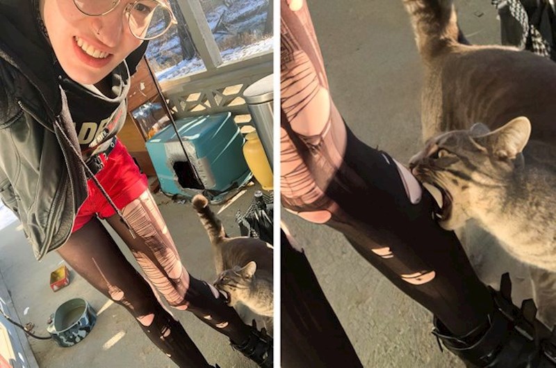 Hibrid mačke i modnog dizajnera