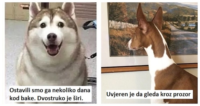 19 dokaza da ljubimci mijenjaju život nabolje jer nitko ne zna nasmijati kao oni