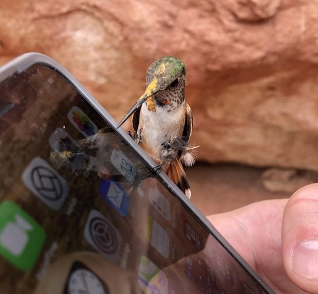 "Kolibrić je sletio odmoriti na moj mobitel"