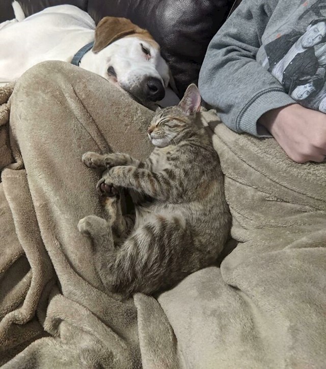 Nova maca ima najboljeg čuvara!