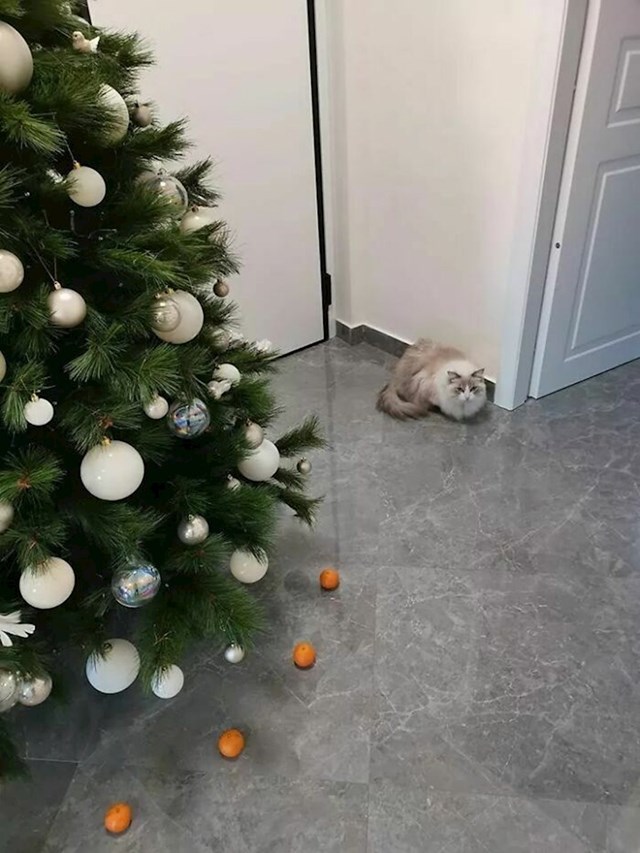 Maca se boji nektarina pa su vlasnici njima ogradili jelku!