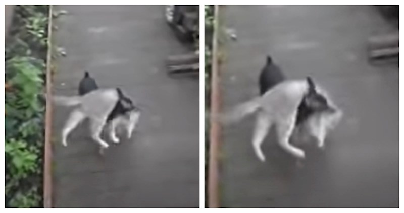 Vlasnica je rekla psu da vrati mačku kući, način na koji je on to uradio nasmijat će vas do suza