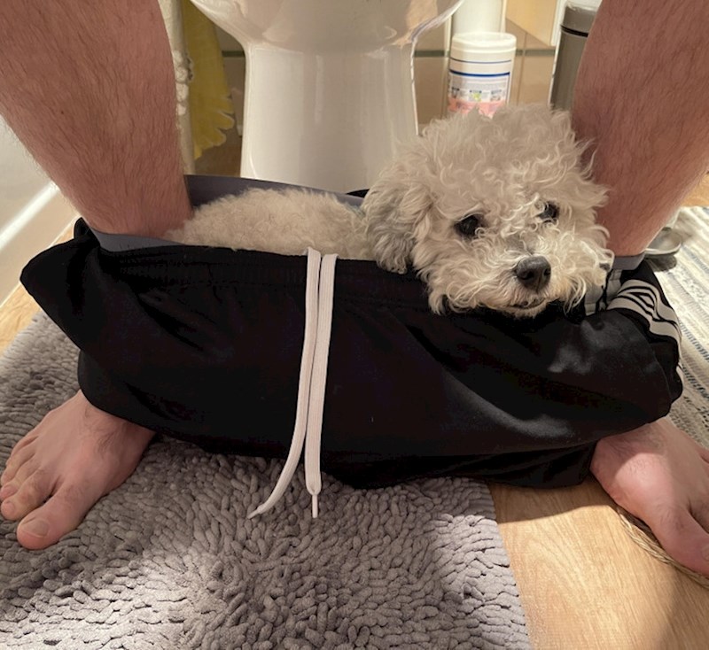 Od tri pasja krevetića, ona odabere prileći ovdje!