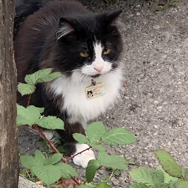 Maca sa svojom vozačkom na ogrlici