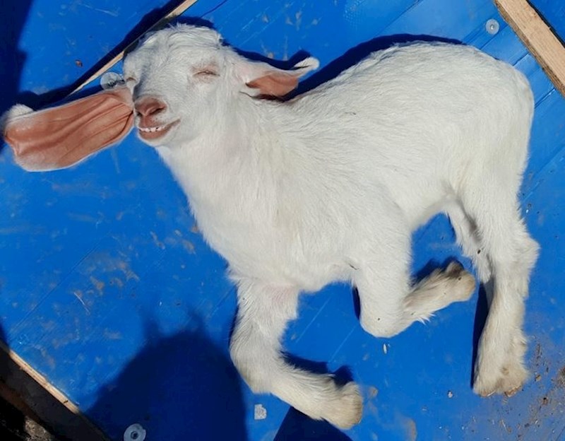 Hvatanje boje prije zime