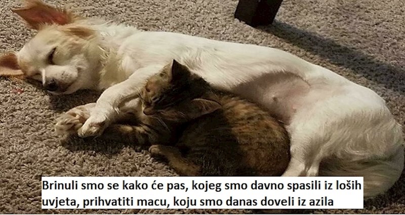 20plus fotki životinja iz azila kada su osjetile toplinu svog novog doma