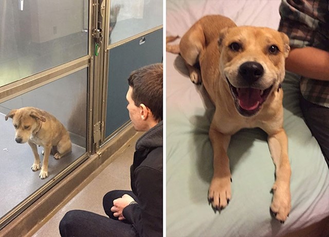 Samo jedan dan je razlike između ove dvije fotke. Pas u azilu i njegova preobrazba u novom domu