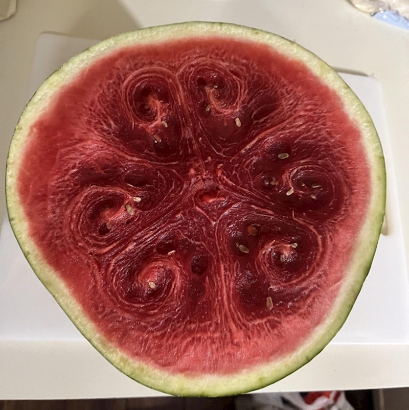 Pokvarena lubenica izgleda veličanstveno