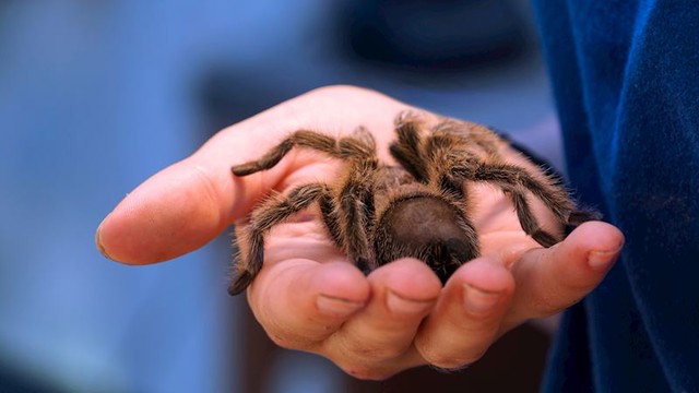 Njemački par je s putovanja u Južnu Ameriku donio neobične suvenire- 200 tarantula zapakiranih u kesice. Rodbinu i prijatelje para od neobičnog dara s putovanja spasila je kontrola iz zračne luke u Amsterdamu!