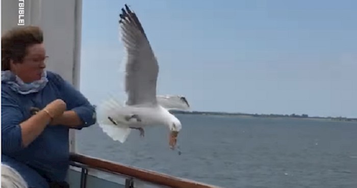 Australska banda galebova krade sve što stigne; pogledajte urnebesnu kompilaciju najboljih "ulova"!