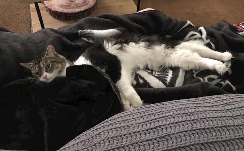 Gdje završava prva, a počinje druga mačka?