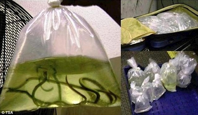 U Atlanti je 2007. u koferu putnika iz Južne Koreje pronađeno nekoliko staklenki punih mrtvih zmija otrovnica. Nije poznato što je namjeravao učiniti s njima.