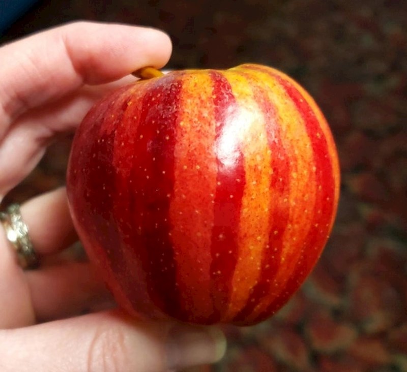 Ova jabuka ima više stila od mene