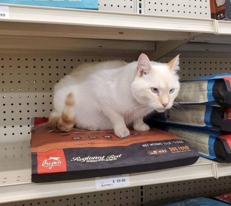 Pet shop ima jedinstvenog djelatnika- mačka!