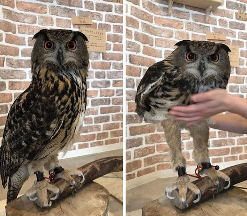 Sove zapravo imaju jako duge noge!