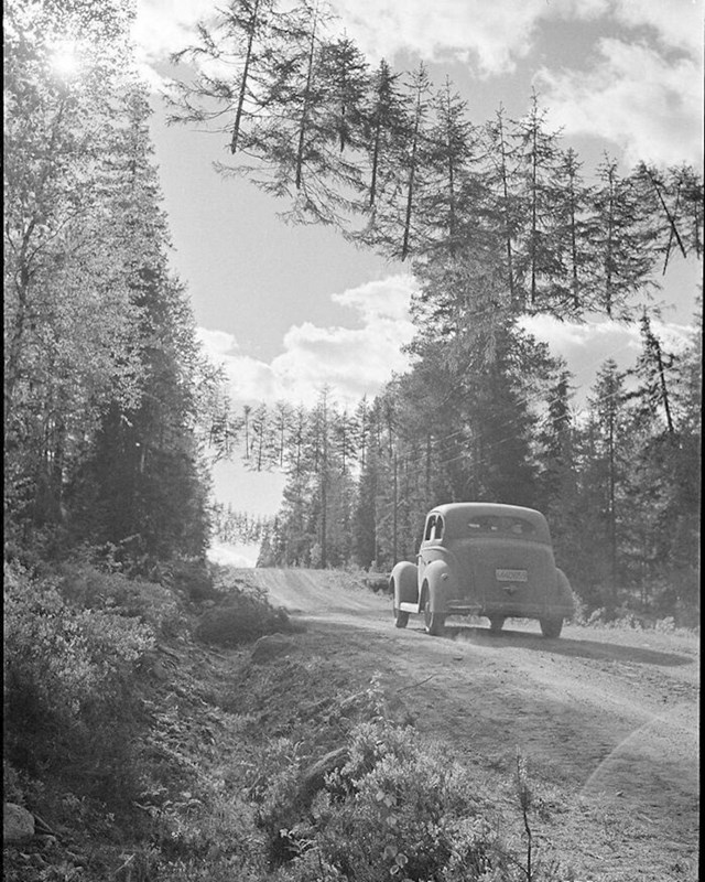 Kamuflirana cesta u Finskoj tijekom Drugog svjetskog rata. Stabla su obješena užetom tako da neprijateljske stražarske kule misle da se radi o šumi. 27. lipnja 1941. god