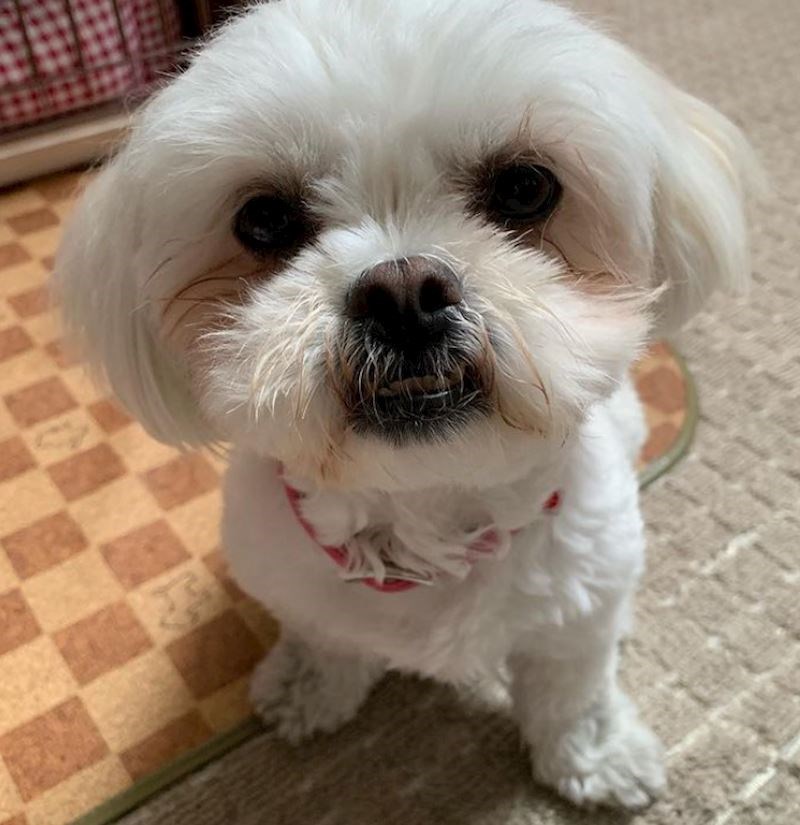 Pekinezer + pudlica= mali plišani medo