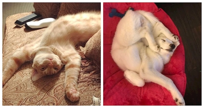 Ove životinje su kraljice drame; fotke su nastale u trenutcima kada nešto nije bilo po njihovom