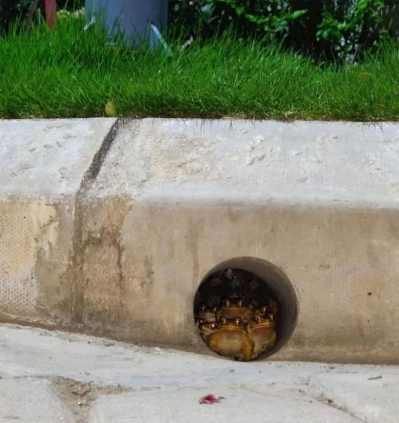 Šanse da vas ubiju žabe su male, ali nitko nije rekao da su nikakve...